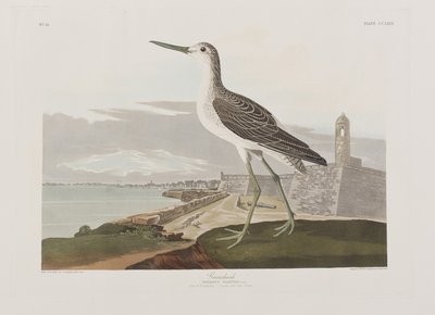 Ilustracja z „Birds of America” autorstwa John James Audubon