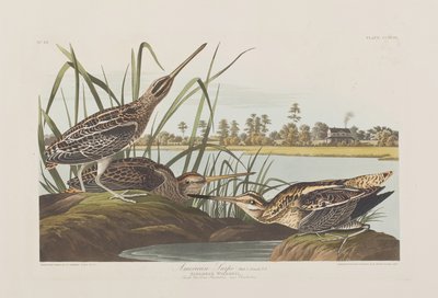 Ilustracja z „Birds of America” autorstwa John James Audubon