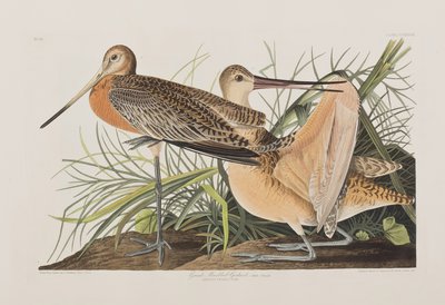 Ilustracja z „Birds of America” autorstwa John James Audubon
