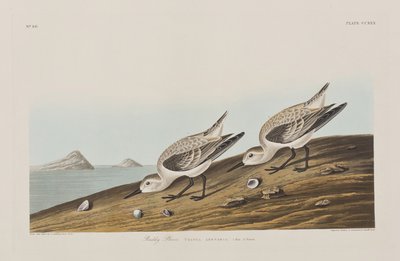 Ilustracja z „Birds of America” autorstwa John James Audubon