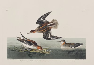 Ilustracja z „Birds of America” autorstwa John James Audubon