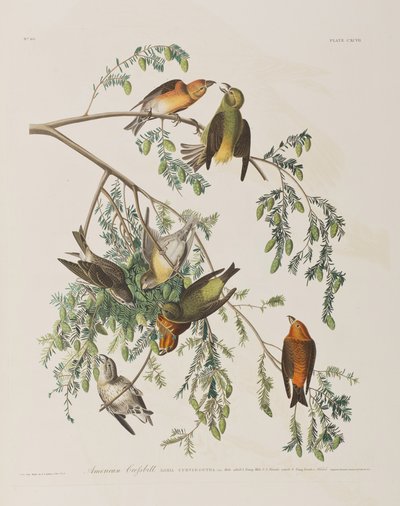Ilustracja z „Birds of America” autorstwa John James Audubon