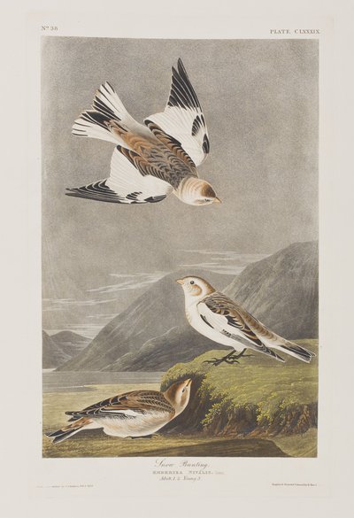 Ilustracja z „Birds of America” autorstwa John James Audubon