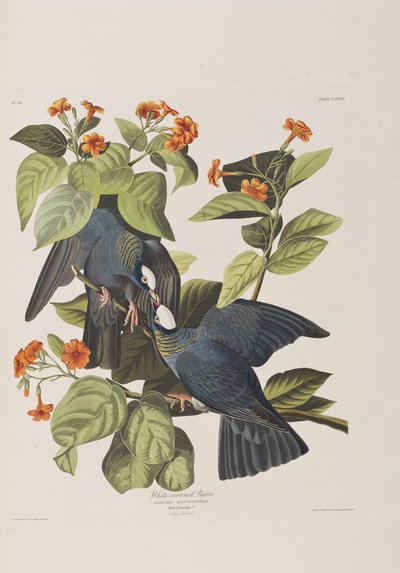 Ilustracja z „Birds of America” autorstwa John James Audubon