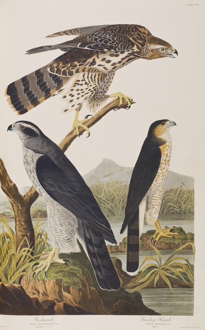 Ilustracja z „Birds of America” autorstwa John James Audubon