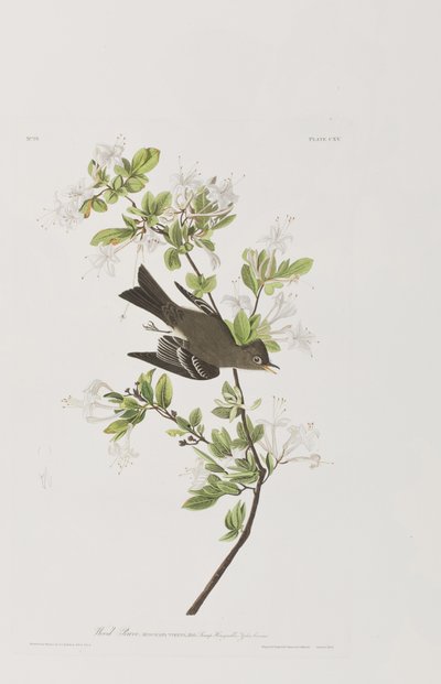 Ilustracja z „Birds of America” autorstwa John James Audubon