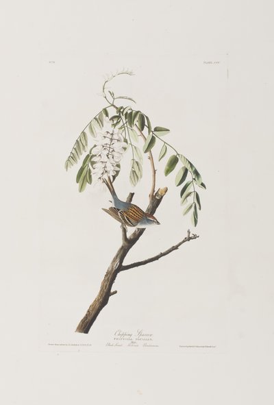 Ilustracja z „Birds of America” autorstwa John James Audubon