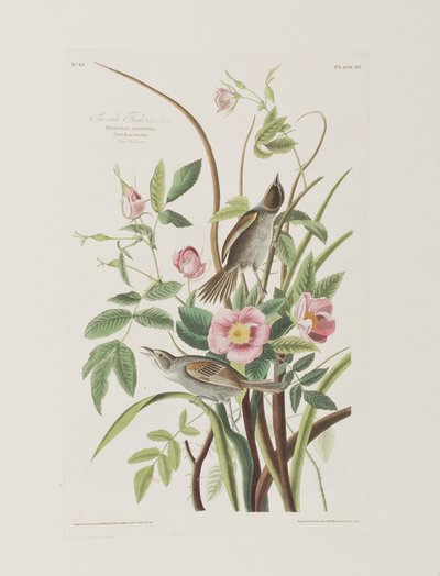 Ilustracja z „Birds of America” autorstwa John James Audubon