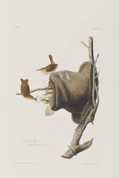 Ilustracja z „Birds of America” autorstwa John James Audubon