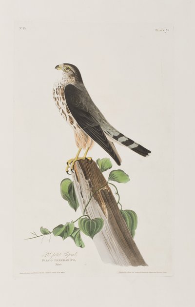 Ilustracja z „Birds of America” autorstwa John James Audubon