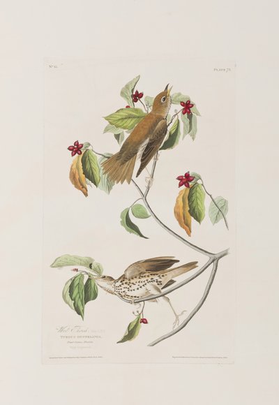 Ilustracja z „Birds of America” autorstwa John James Audubon