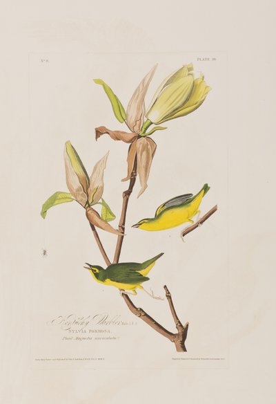 Ilustracja z „Birds of America” autorstwa John James Audubon