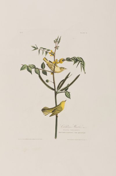 Ilustracja z „Birds of America” autorstwa John James Audubon