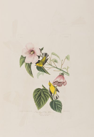 Ilustracja z „Birds of America” autorstwa John James Audubon