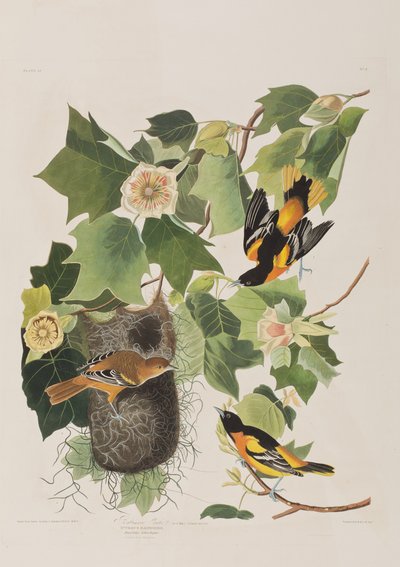 Ilustracja z „Birds of America” autorstwa John James Audubon