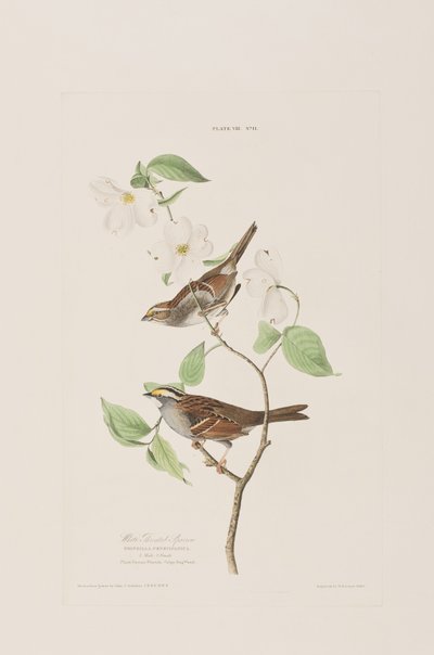 Ilustracja z „Birds of America” autorstwa John James Audubon