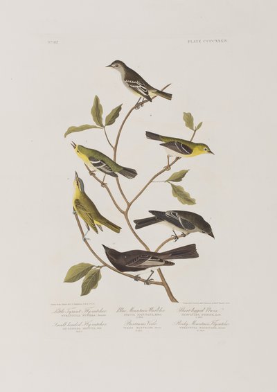 Ilustracja z „Birds of America” autorstwa John James Audubon