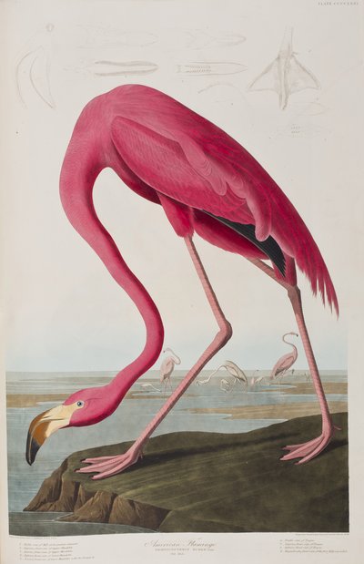 Ilustracja z „Birds of America” autorstwa John James Audubon
