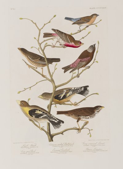 Ilustracja z „Birds of America” autorstwa John James Audubon