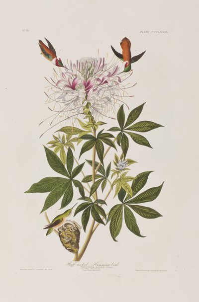 Ilustracja z „Birds of America” autorstwa John James Audubon