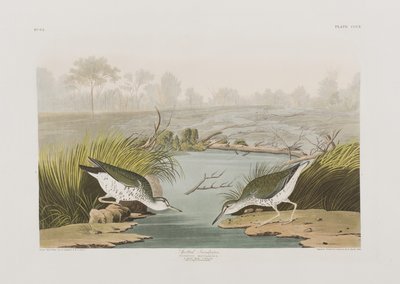 Ilustracja z „Birds of America” autorstwa John James Audubon