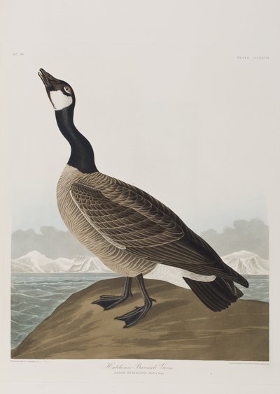 Ilustracja z „Birds of America” autorstwa John James Audubon