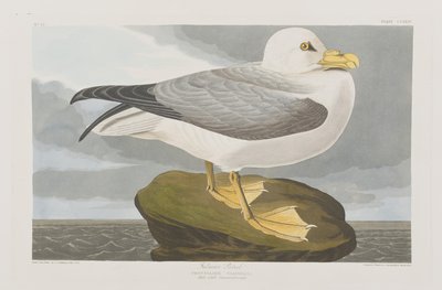 Ilustracja z „Birds of America” autorstwa John James Audubon