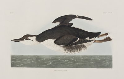 Ilustracja z „Birds of America” autorstwa John James Audubon