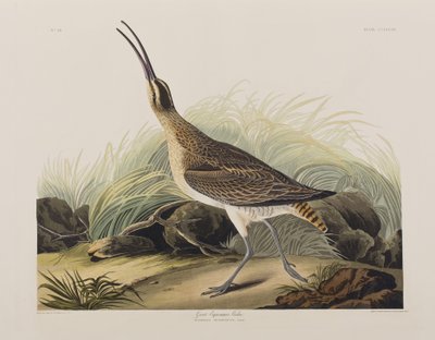 Ilustracja z „Birds of America” autorstwa John James Audubon