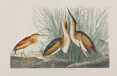 Ilustracja z „Birds of America” autorstwa John James Audubon