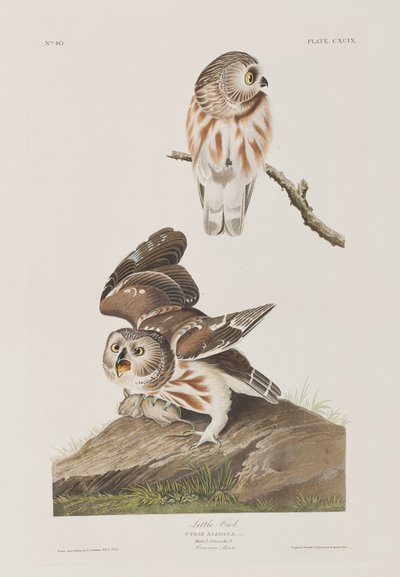 Ilustracja z „Birds of America” autorstwa John James Audubon