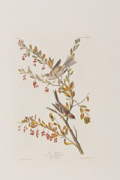 Ilustracja z „Birds of America” autorstwa John James Audubon