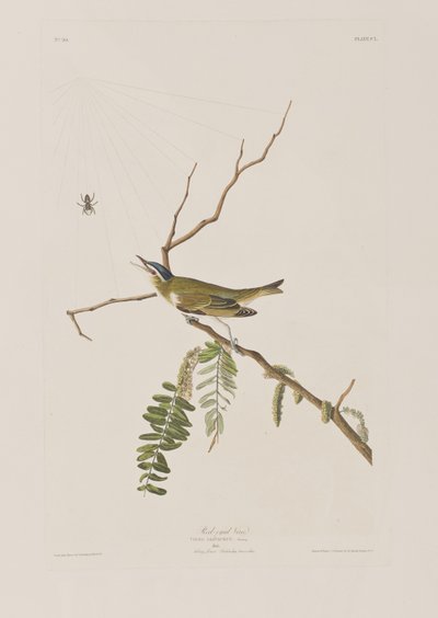 Ilustracja z „Birds of America” autorstwa John James Audubon