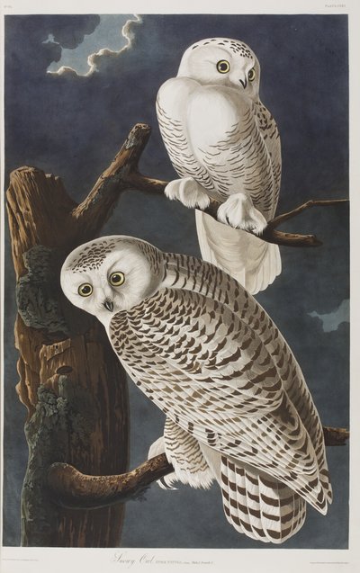 Ilustracja z „Birds of America” autorstwa John James Audubon