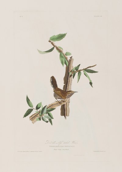 Ilustracja z „Birds of America” autorstwa John James Audubon