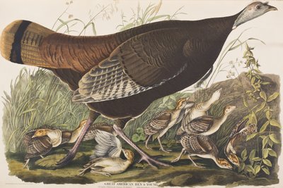 Ilustracja z „Birds of America” autorstwa John James Audubon