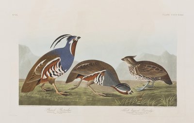 Ilustracja z „Birds of America” autorstwa John James Audubon