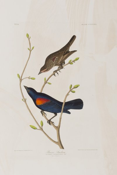 Ilustracja z „Birds of America” autorstwa John James Audubon
