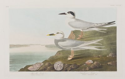 Ilustracja z „Birds of America” autorstwa John James Audubon