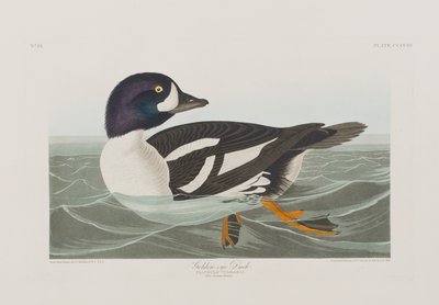 Ilustracja z „Birds of America” autorstwa John James Audubon