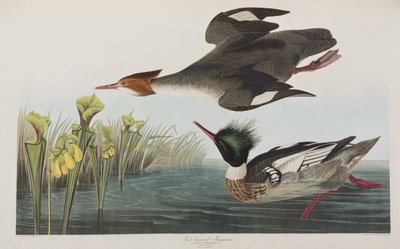 Ilustracja z „Birds of America” autorstwa John James Audubon