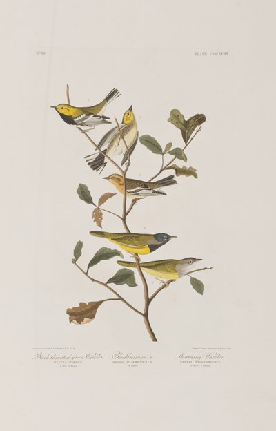 Ilustracja z „Birds of America” autorstwa John James Audubon