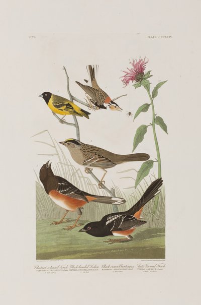 Ilustracja z „Birds of America” autorstwa John James Audubon