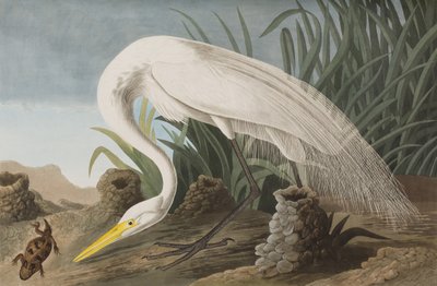 Ilustracja z „Birds of America” autorstwa John James Audubon