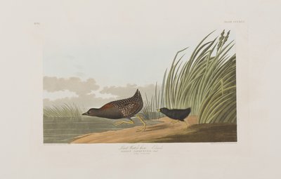 Ilustracja z „Birds of America” autorstwa John James Audubon