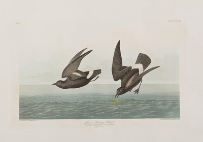 Ilustracja z „Birds of America” autorstwa John James Audubon