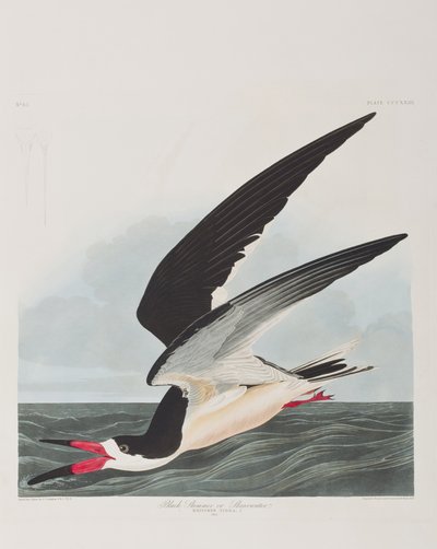Ilustracja z „Birds of America” autorstwa John James Audubon