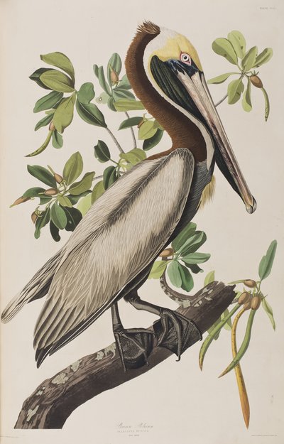 Ilustracja z „Birds of America” autorstwa John James Audubon