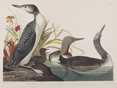 Ilustracja z „Birds of America” autorstwa John James Audubon