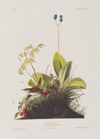 Ilustracja z „Birds of America” autorstwa John James Audubon